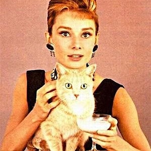 Spontaneous exhibition: movie stars and their cats